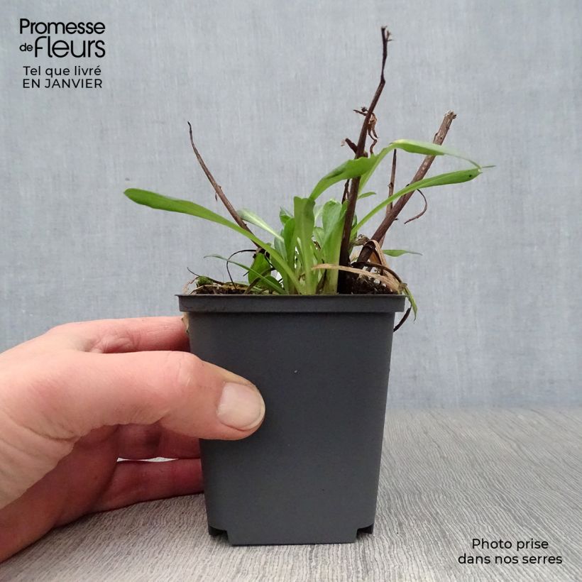 Erigeron speciosus Sommerneuschnee - Margarita de Oregón Maceta de 8/9 cm Ejemplar entregado en invierno