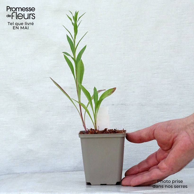 Erigeron Strahlenmeer - Margarita Maceta de 8/9 cm Ejemplar entregado en la primavera