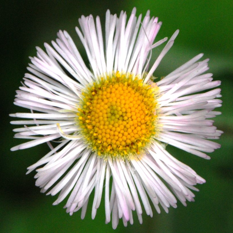 Erigeron annus - Margarita anual (Floración)