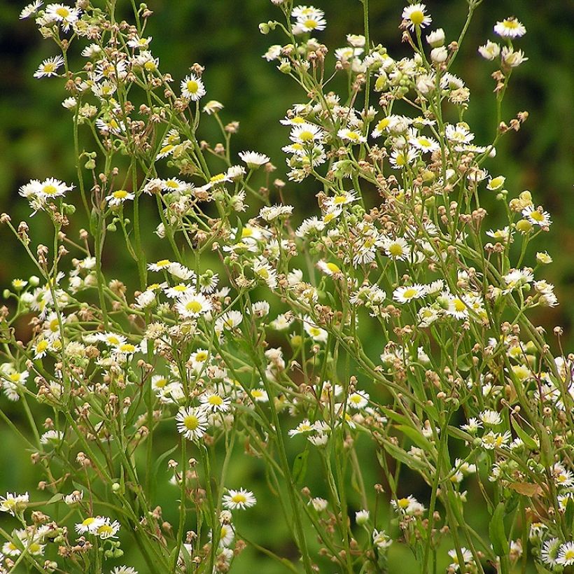 Erigeron annus - Margarita anual (Porte)