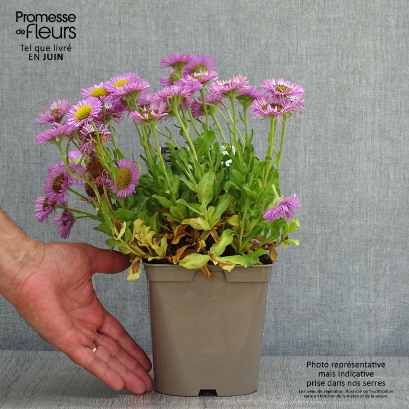 Ejemplar de Erigeron glaucus Sea Breeze - Margarita glauca Maceta 2L/3L entregado en verano