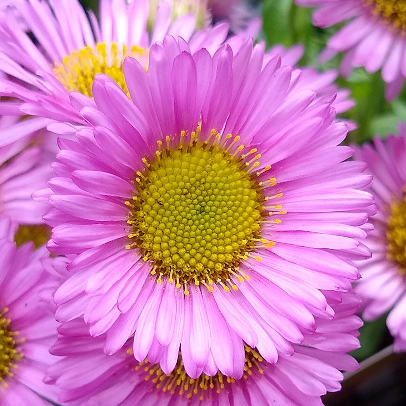 Erigeron glaucus Sea Breeze - Margarita glauca (Floración)