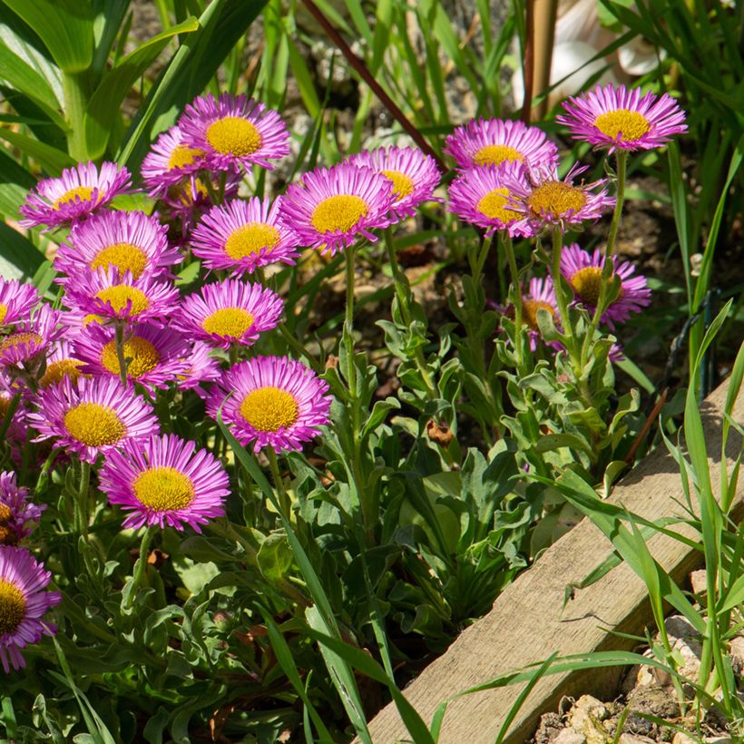Erigeron glaucus Sea Breeze - Margarita glauca (Porte)