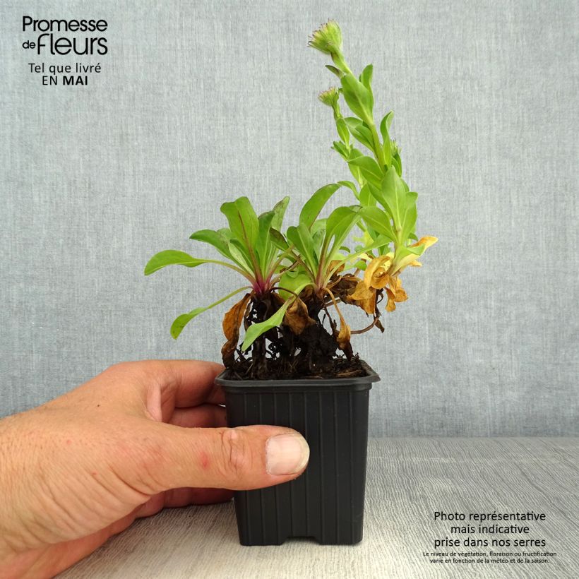 Erigeron glaucus - Margarita glauca Maceta de 8/9 cm Ejemplar entregado en la primavera