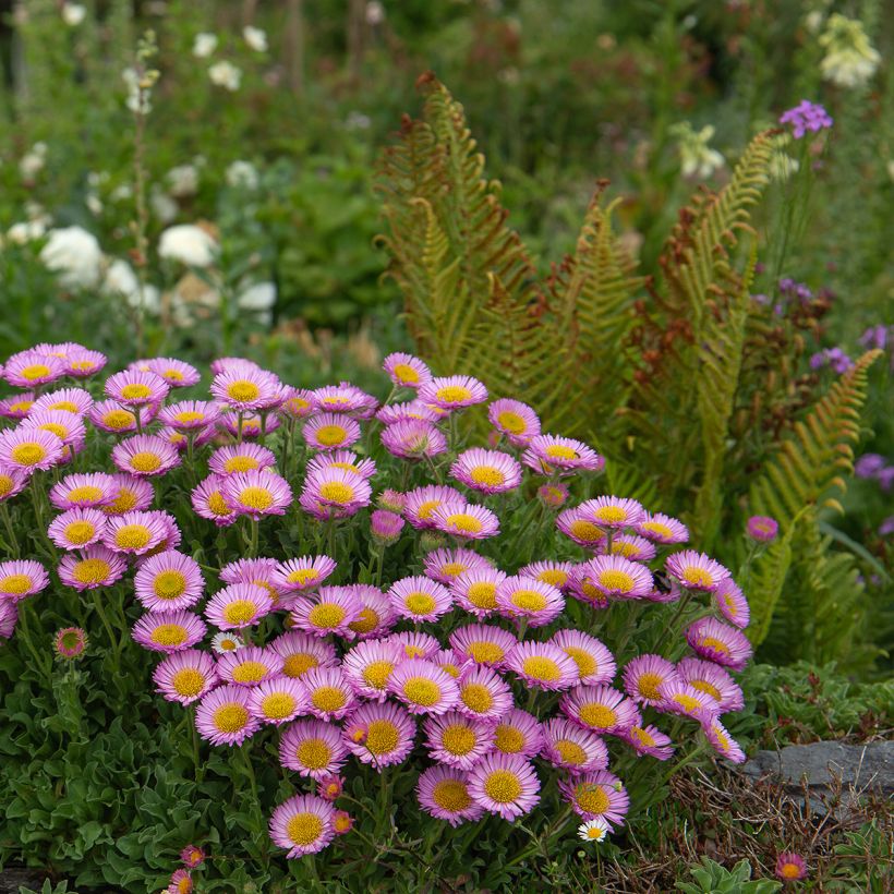 Erigeron glaucus - Margarita glauca (Porte)