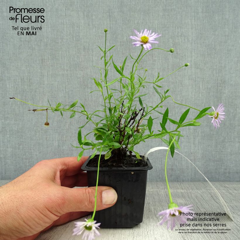 Erigeron karvinskianus Lavender Lady - Margarita cimarrona Maceta de 8/9 cm Ejemplar entregado en la primavera