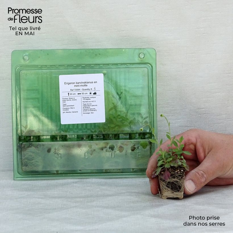 Erigeron karvinskianus - Margarita cimarrona minicepellón: Ø 3/4 cm Ejemplar entregado en la primavera