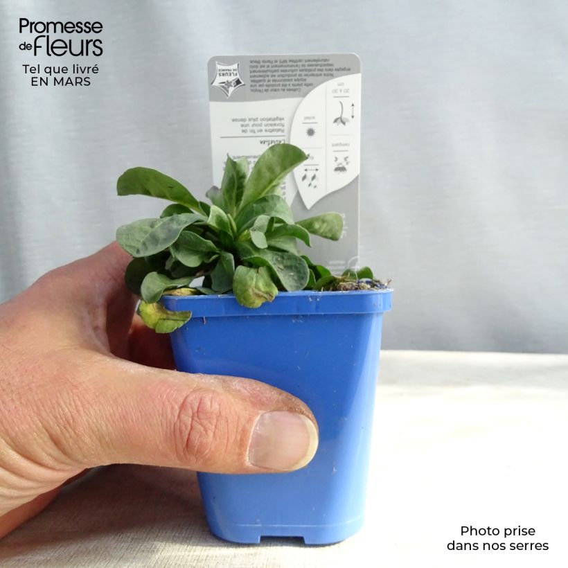 Erigeron leiomerus - Margarita de hojas estrechas Maceta de 7/8 cm Ejemplar entregado en invierno