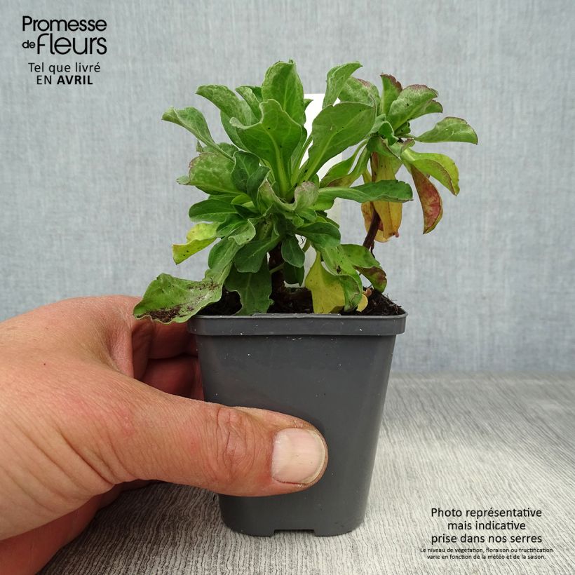 Erigeron leiomerus - Margarita de hojas estrechas Maceta de 7/8 cm Ejemplar entregado en la primavera