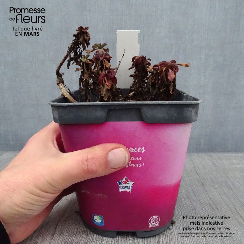 Erigeron leiomerus - Margarita de hojas estrechas Maceta 2L/3L Ejemplar entregado en invierno