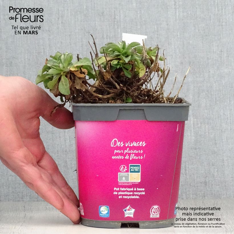 Erigeron leiomerus - Margarita de hojas estrechas Maceta 2L/3L Ejemplar entregado en la primavera