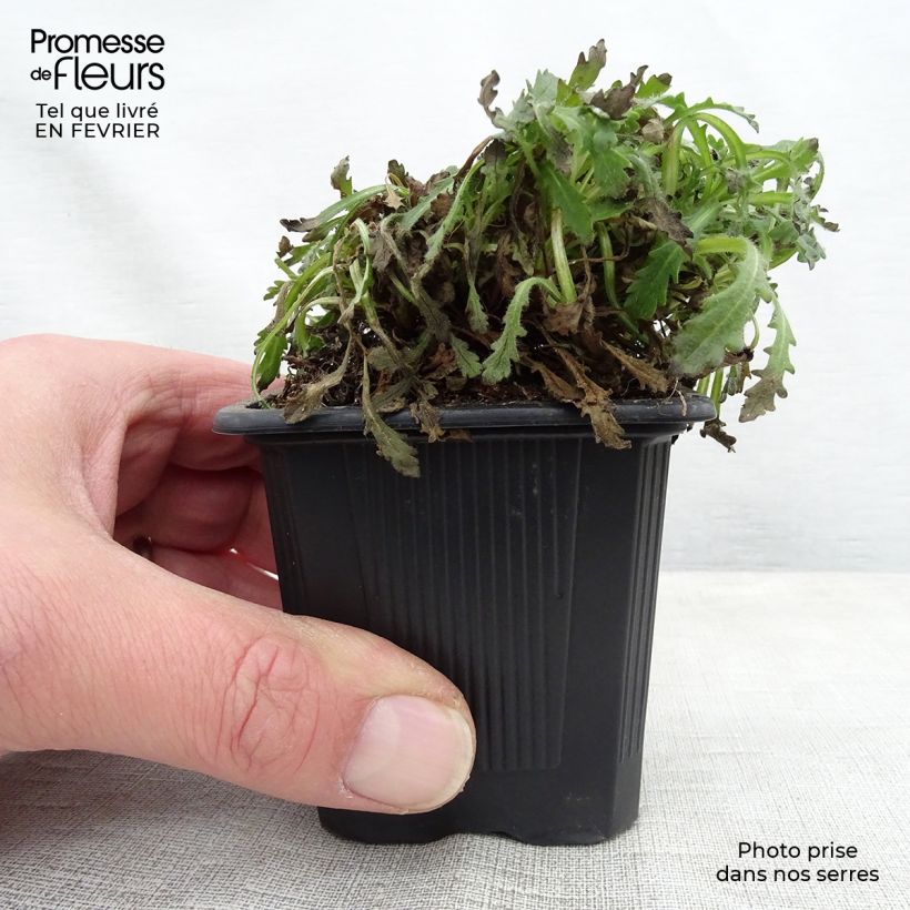 Erinus alpinus - Erino alpino Maceta de 8/9 cm Ejemplar entregado en invierno