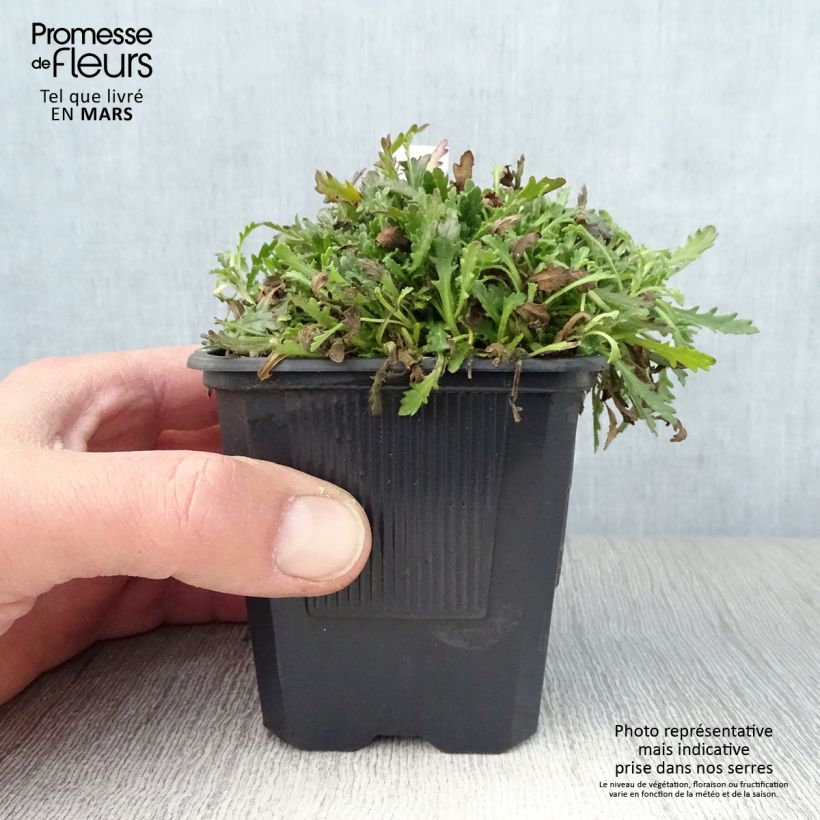 Erinus alpinus - Erino alpino Maceta de 8/9 cm Ejemplar entregado en la primavera