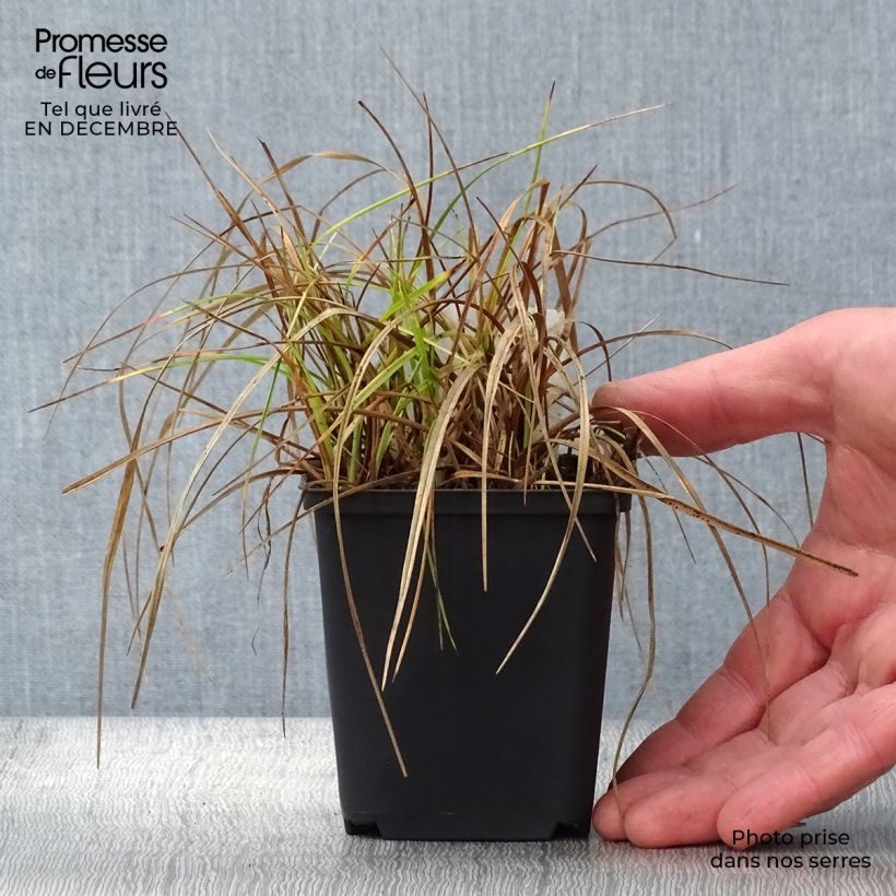 Eriophoron angustifolium - Algodoncillo de pantano Maceta de 8/9 cm Ejemplar entregado en invierno