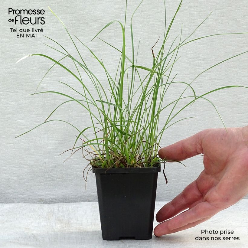 Eriophoron angustifolium - Algodoncillo de pantano Maceta de 8/9 cm Ejemplar entregado en la primavera