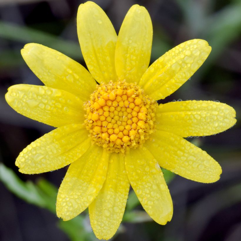 Eriophyllum lanatum Pointe - Girasol lanudo (Floración)