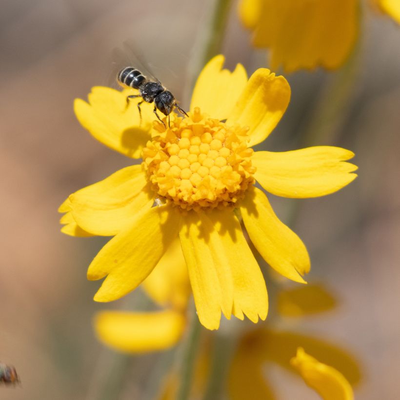 Eriophyllum lanatum subsp. arachnoideum - Girasol lanudo (Floración)
