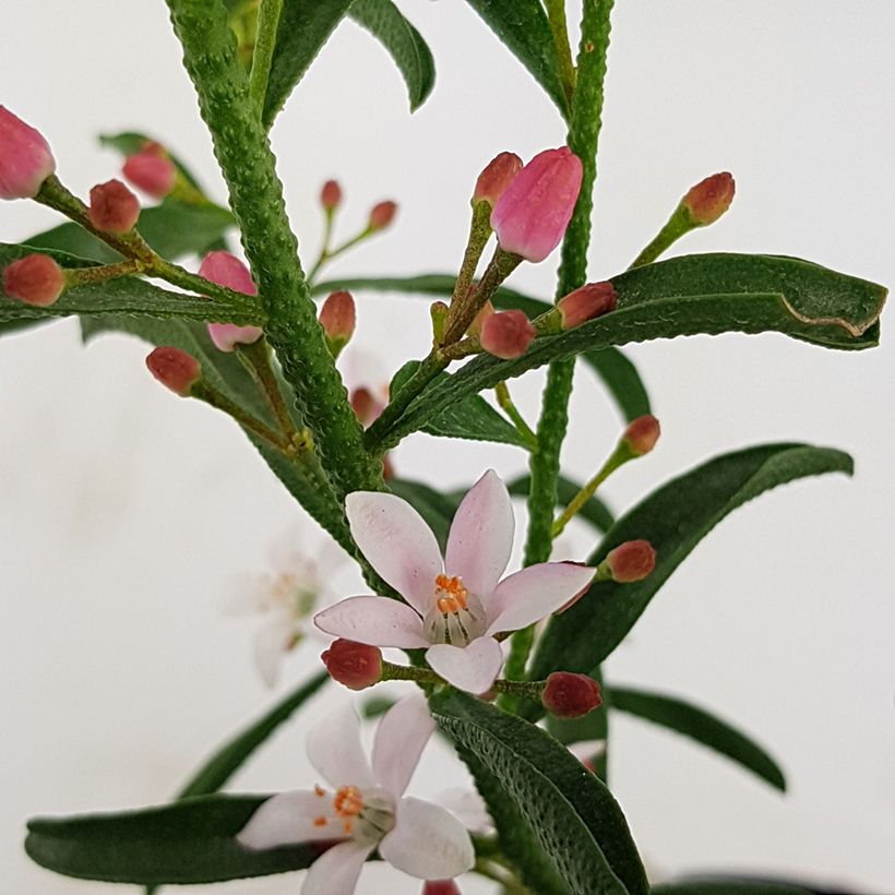 Eriostemon myoporoides Flower Girl Pink (Floración)