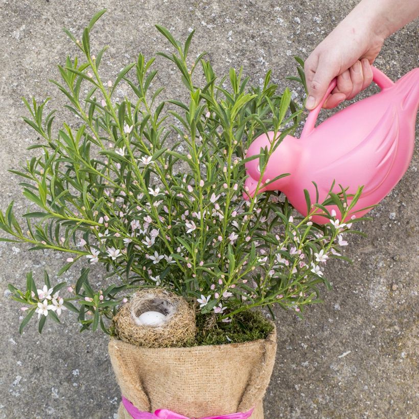 Eriostemon myoporoides Flower Girl Pink (Porte)