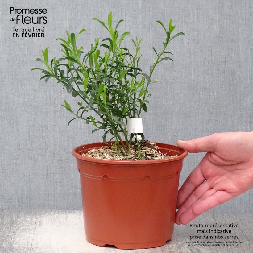 Eriostemon myoporoides Maceta 3L/4L Ejemplar entregado en invierno