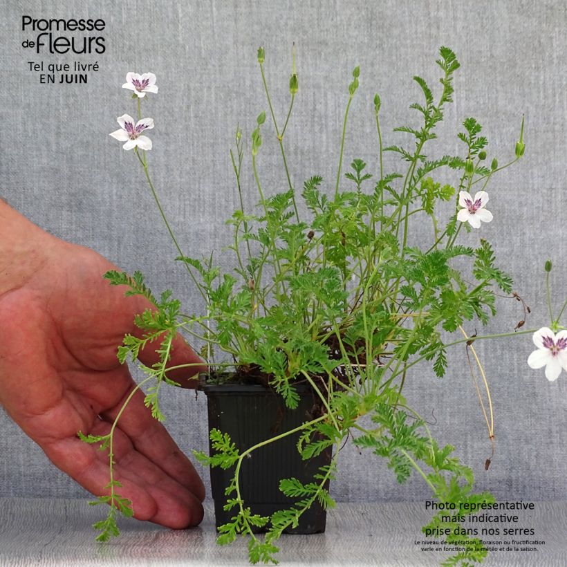 Ejemplar de Erodium Stephanie - Alfileria Maceta de 8/9 cm entregado en verano