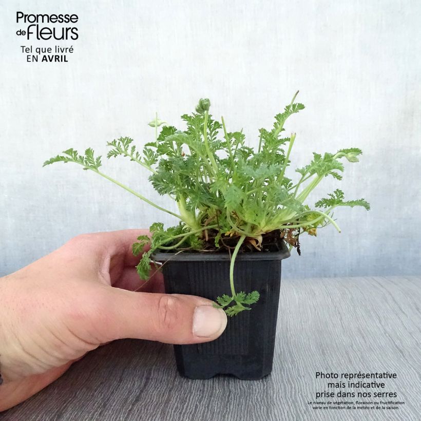 Erodium Stephanie - Alfileria Maceta de 8/9 cm Ejemplar entregado en la primavera