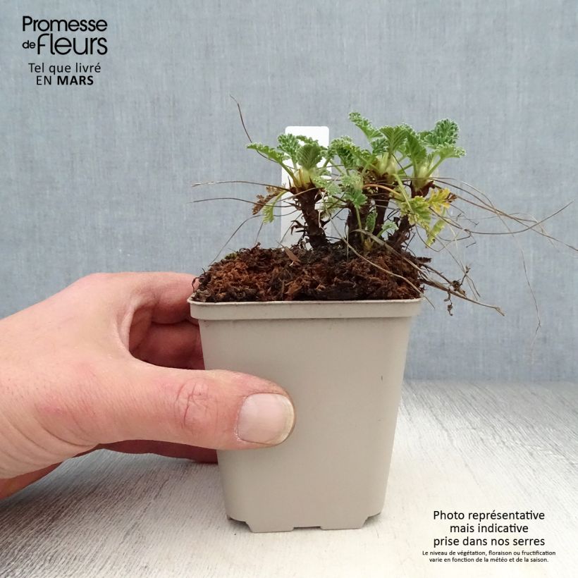 Erodium chrysanthum - Alfileria amarilla Maceta de 8/9 cm Ejemplar entregado en la primavera