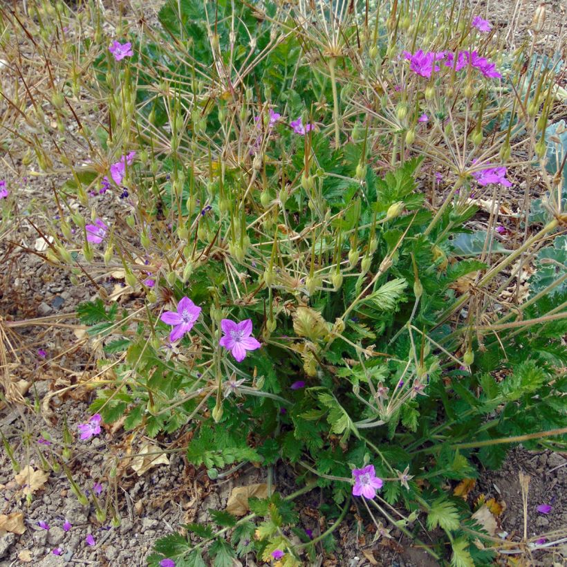 Erodium manescavii - Alfileria (Porte)