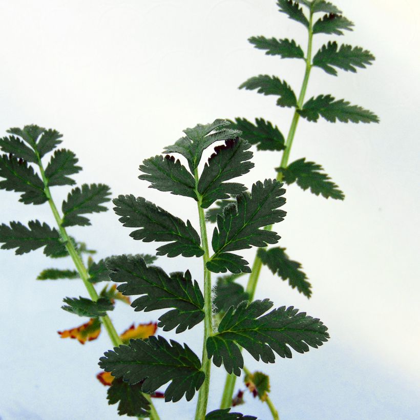 Erodium manescavii - Alfileria (Follaje)