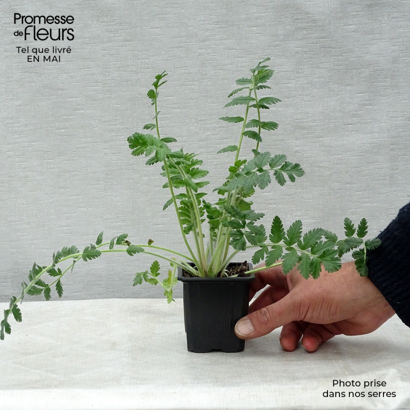 Erodium manescavii - Alfileria Maceta de 8/9 cm Ejemplar entregado en la primavera