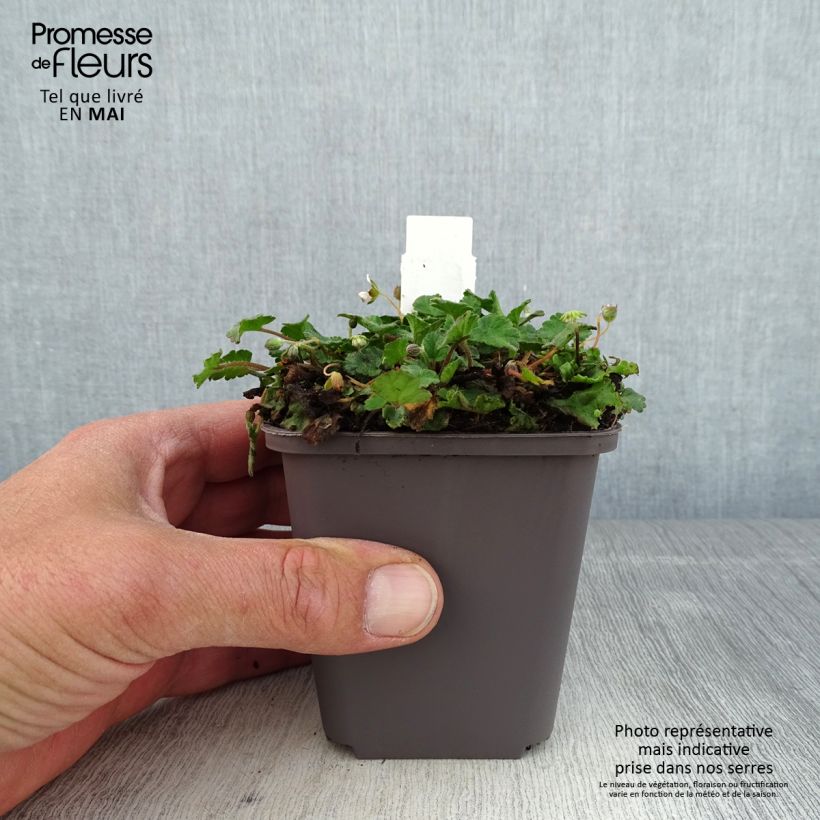 Erodium variabile Album - Alfileria Maceta de 8/9 cm Ejemplar entregado en la primavera