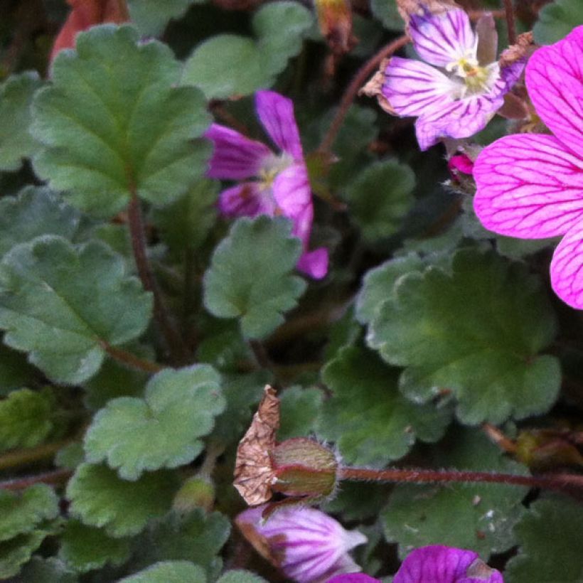 Erodium Bishop's Form - Alfileria (Follaje)