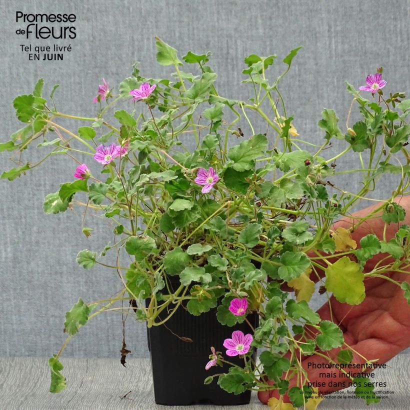 Ejemplar de Erodium Bishop's Form - Alfileria Maceta de 8/9 cm entregado en verano