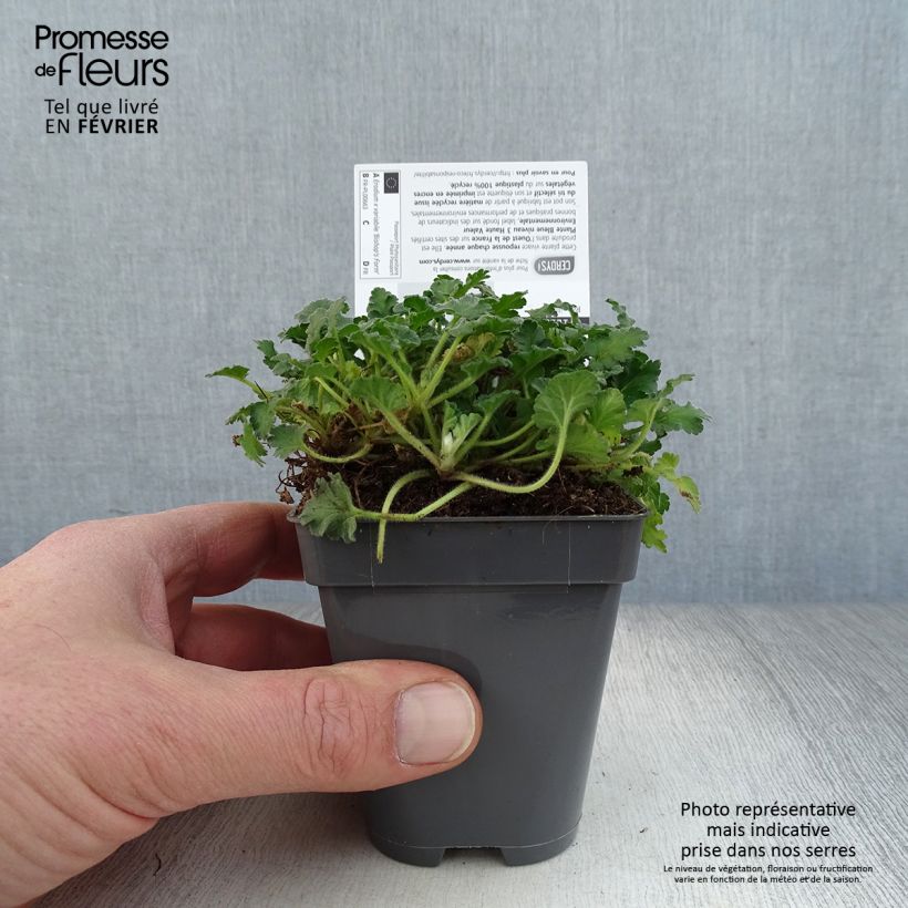 Erodium Bishop's Form - Alfileria Maceta de 8/9 cm Ejemplar entregado en invierno