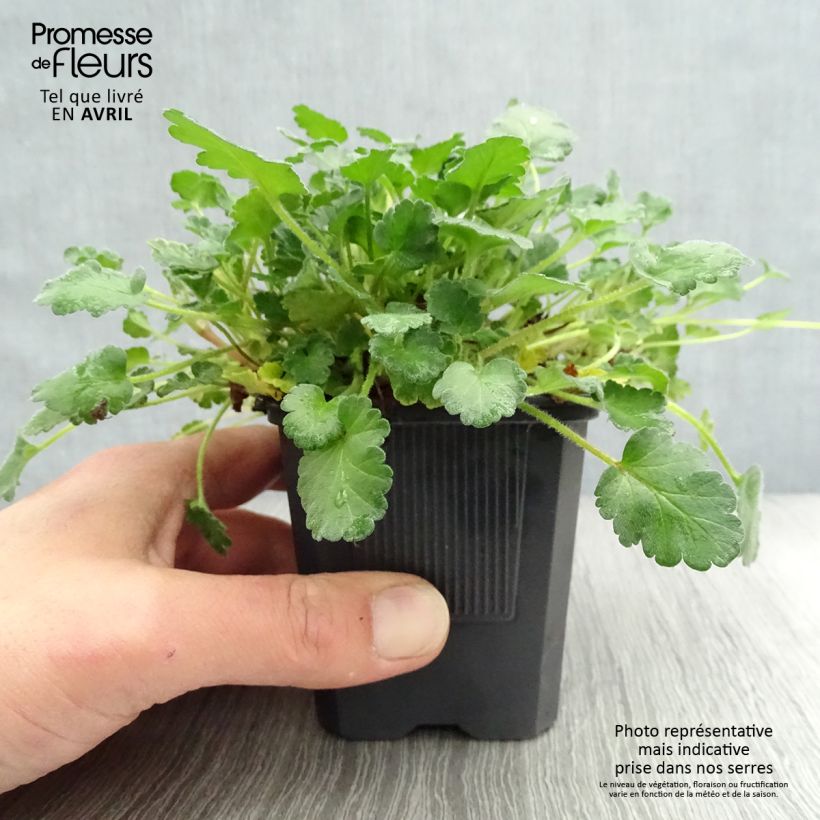 Erodium Bishop's Form - Alfileria Maceta de 8/9 cm Ejemplar entregado en la primavera