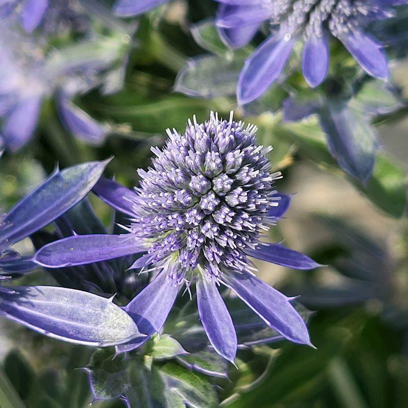 Eryngium planum Grumpy - Cardo plano (Floración)
