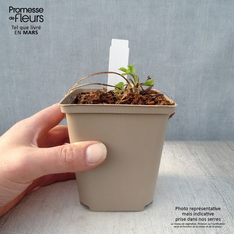 Eryngium zabelii Jos Eijking - Eringio Maceta de 8/9 cm Ejemplar entregado en la primavera