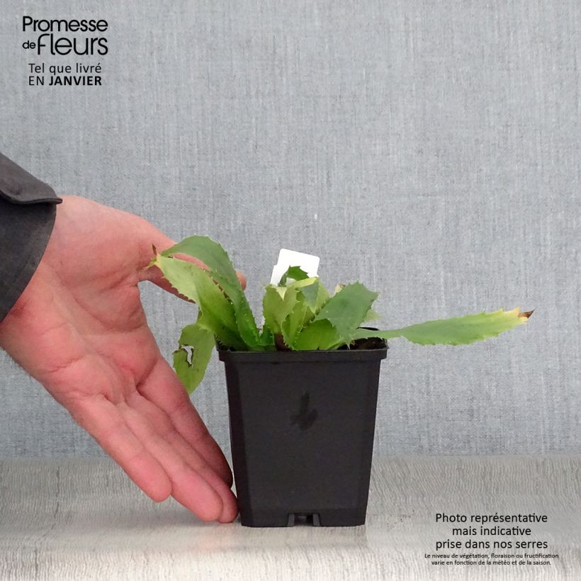 Eryngium agavifolium - Cardo de hoja de agave Maceta de 8/9 cm Ejemplar entregado en invierno