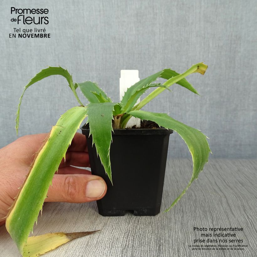 Ejemplar de Eryngium agavifolium - Cardo de hoja de agave Maceta de 8/9 cm entregado en otoño