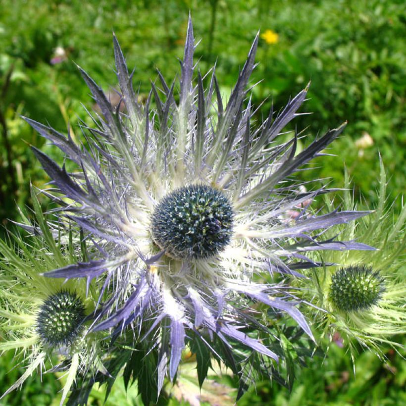 Eryngium alpinum Blue Star - Cardo azul (Floración)