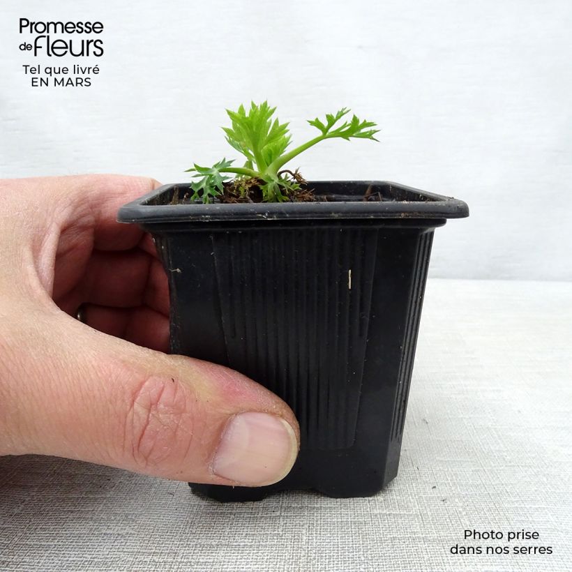 Eryngium bourgatii - Panizo de mar Maceta de 8/9 cm Ejemplar entregado en la primavera