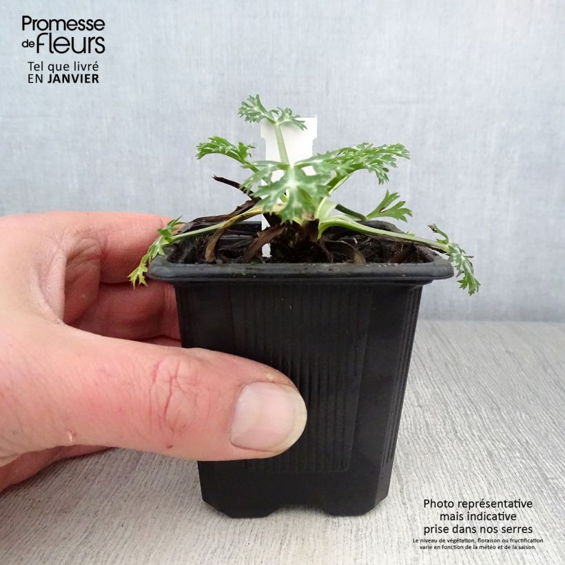 Eryngium bourgatii - Panizo de mar Maceta de 8/9 cm Ejemplar entregado en invierno