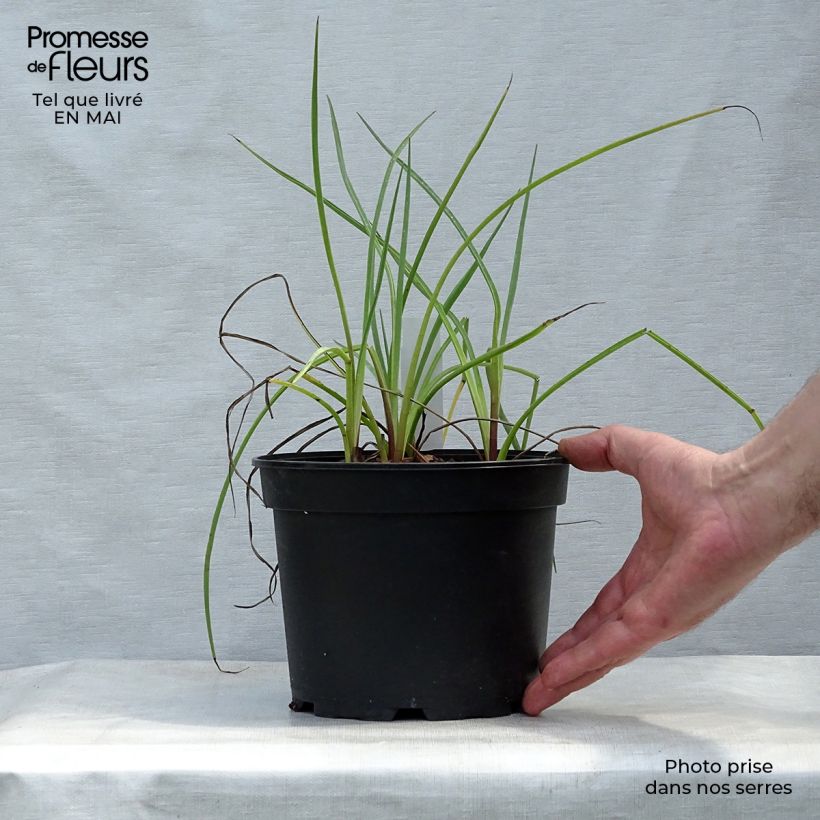 Eryngium ebracteatum var. poterioides - Cardo de monte Maceta 2L/3L Ejemplar entregado en la primavera