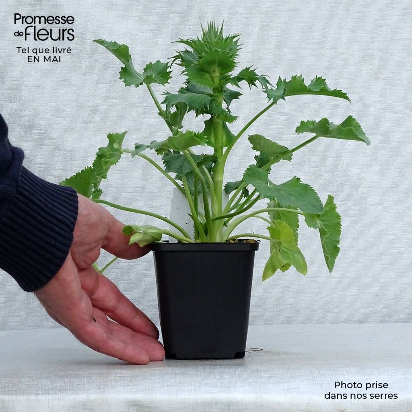 Eryngium giganteum - Cardo santo Maceta de 8/9 cm Ejemplar entregado en la primavera