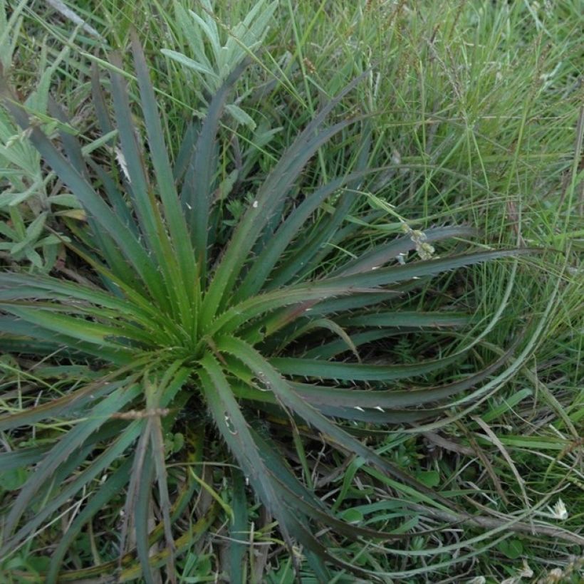 Eryngium horridum - Cardo erizo (Porte)