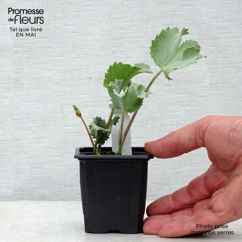 Eryngium maritimum - Cardo de mar Maceta de 8/9 cm Ejemplar entregado en la primavera