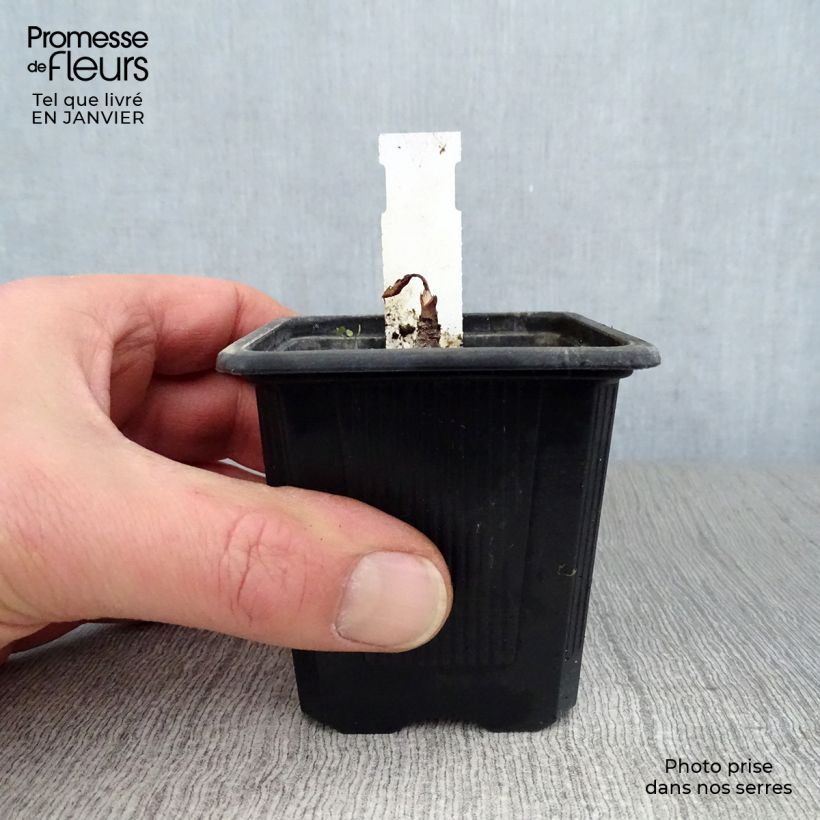 Eryngium maritimum - Cardo de mar Maceta de 8/9 cm Ejemplar entregado en invierno