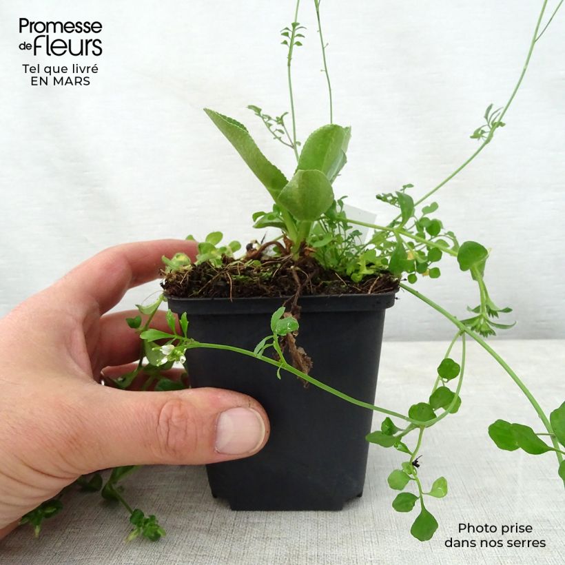 Eryngium planum Blauer Zwerg - Cardo plano Maceta de 8/9 cm Ejemplar entregado en la primavera