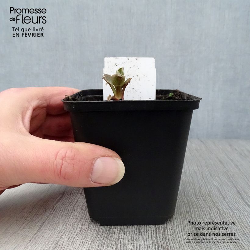 Eryngium planum Blauer Zwerg - Cardo plano Maceta de 8/9 cm Ejemplar entregado en invierno