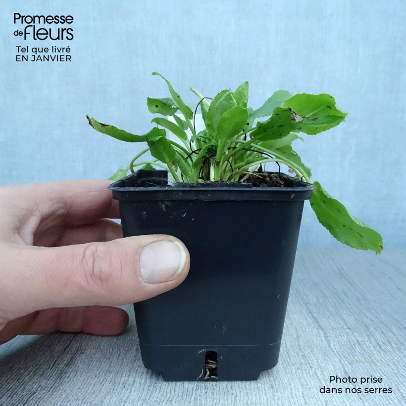 Eryngium planum Blue Hobbit - Cardo plano Maceta de 8/9 cm Ejemplar entregado en invierno